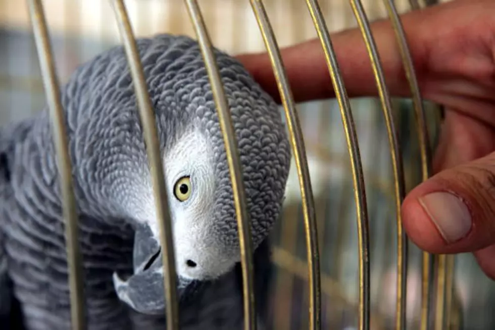 Watch This African Grey Parrot get his Nails cut in Rockford