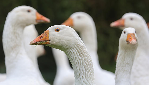 Beloit Man is Fighting to Keep His Therapy Geese