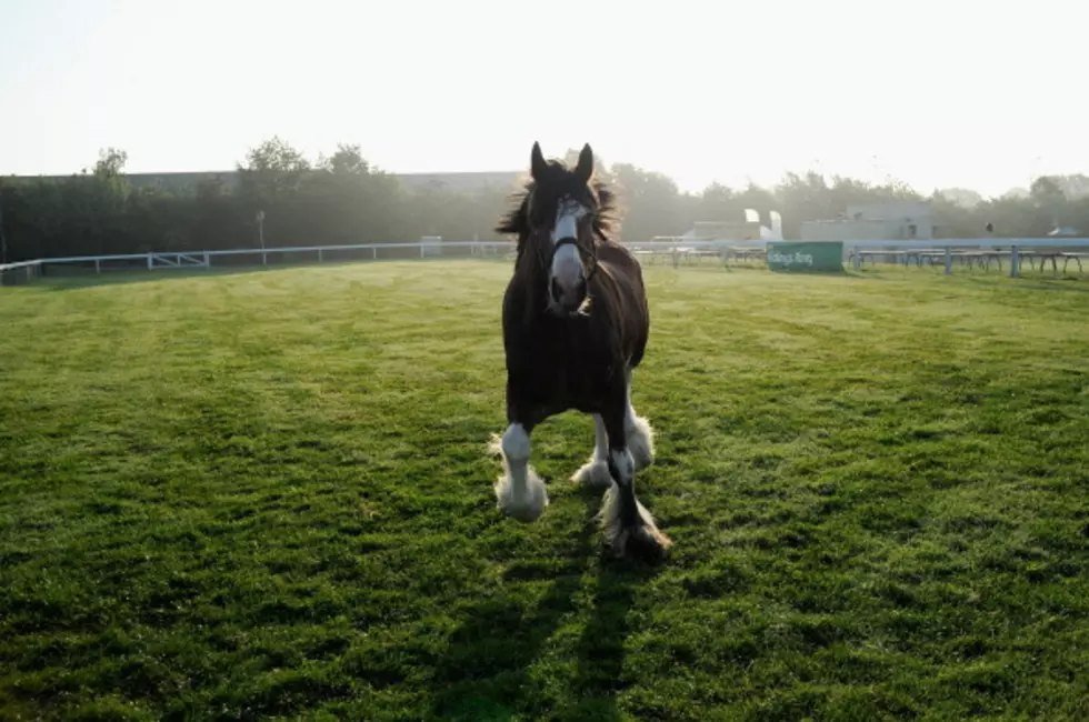 Clydesdale Horses In Pecatonica