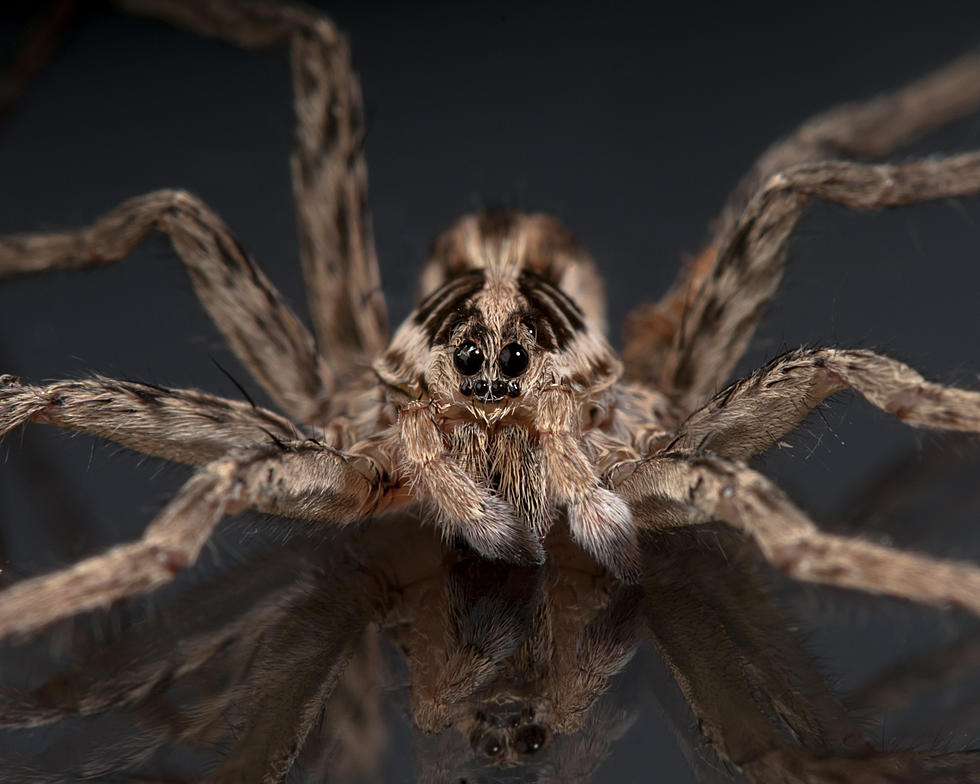 Rockford Homes Are Being Invaded by Giant 8-Eyed Wolf Spiders