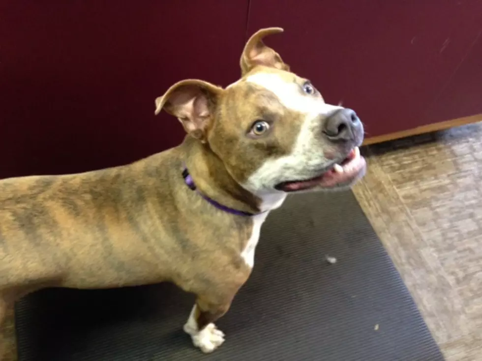 Q98.5 Pet of the Week; Chino