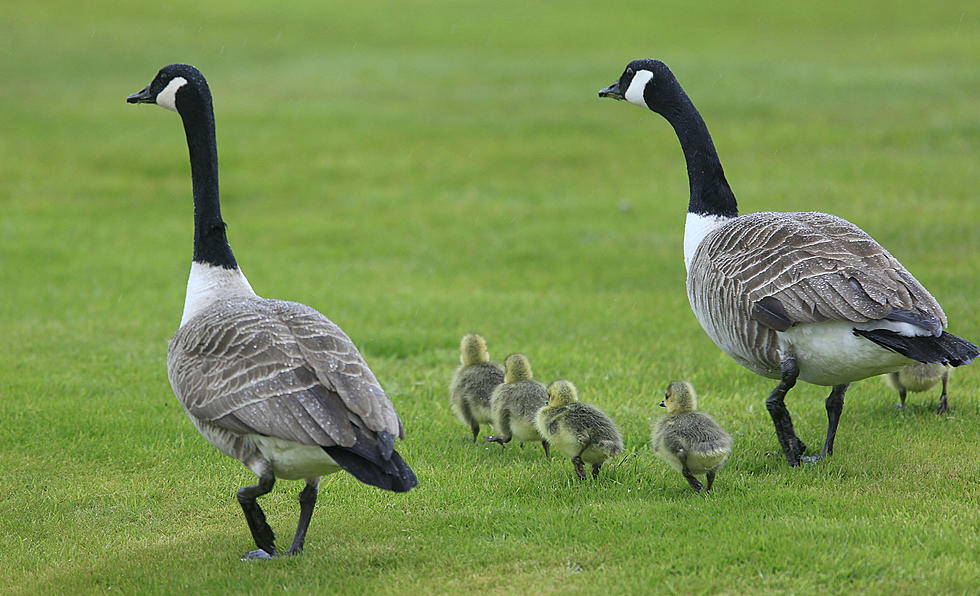 Help Chase Off Geese