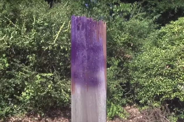 Have you Seen Purple Paint on a Fence Post in Illinois? Here’s What it Means