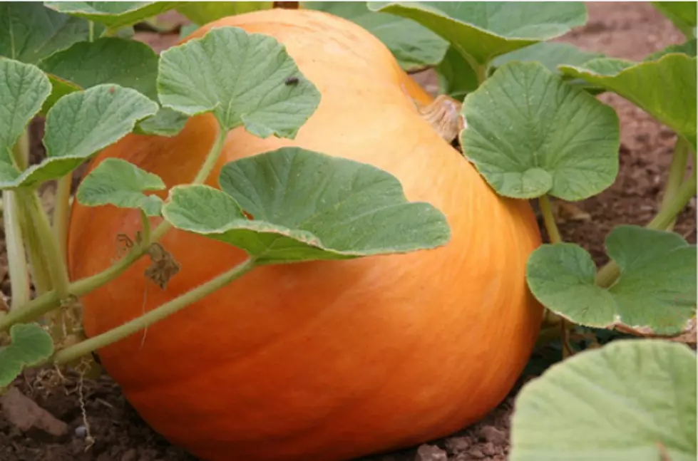 Illinois Pumpkin Facts