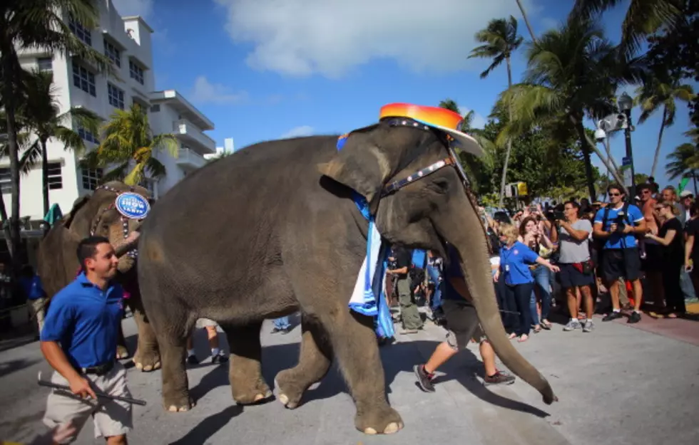 Watch Ringling Bros. Elephants Enjoy Retirement Brunch