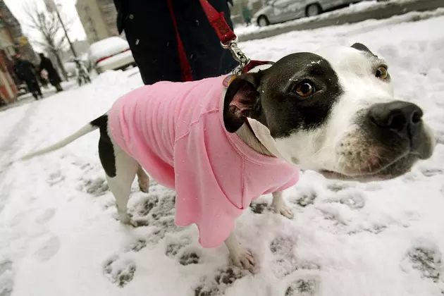 Winter Weather Poses Serious Threat To Pets&#8217; Health