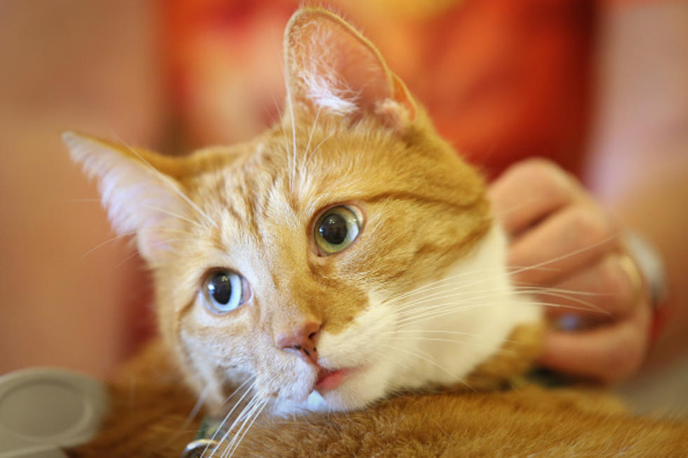 Cat Food Recall Could Affect Thousands of Households