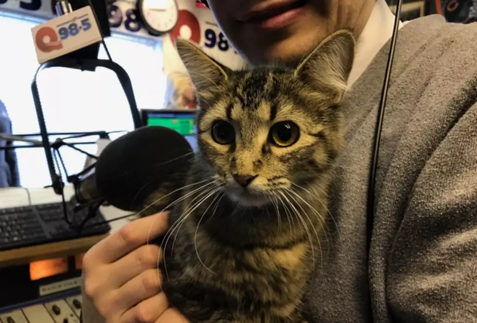 Q98.5 Pet of the Week