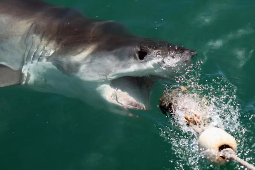 There are NO Great White Sharks in the Illinois River