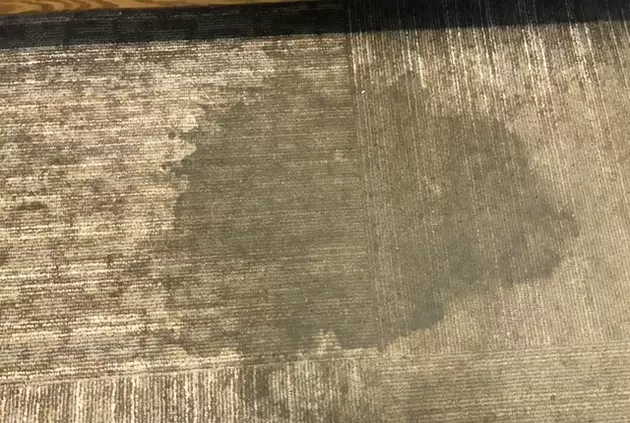 3 Ingredient Carpet Spot Removing Hack