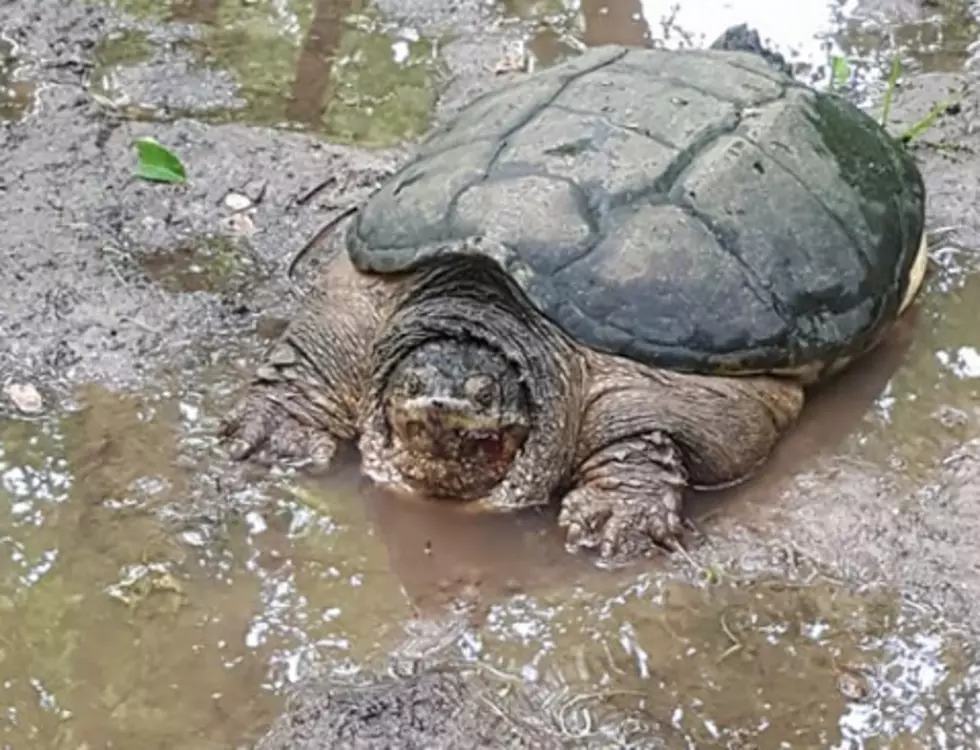 Beware of the Large Snapping Turtle Spotted At Rock Cut State Park