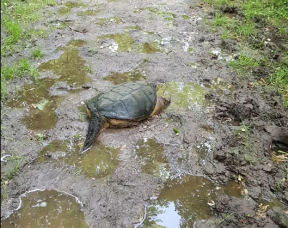 Giant Sea Turtle Found With $53 Million Dollars Worth of Cocaine in Florida