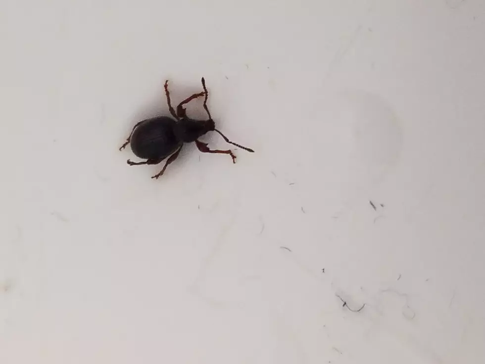 What is this Bug?