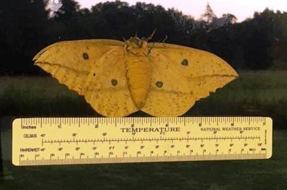 Gigantic Super Moth on Steroids Lands on A Window in Southern Wisconsin