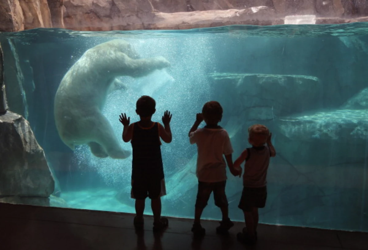 Take Your Kids to Chicago's Brookfield Zoo For Free
