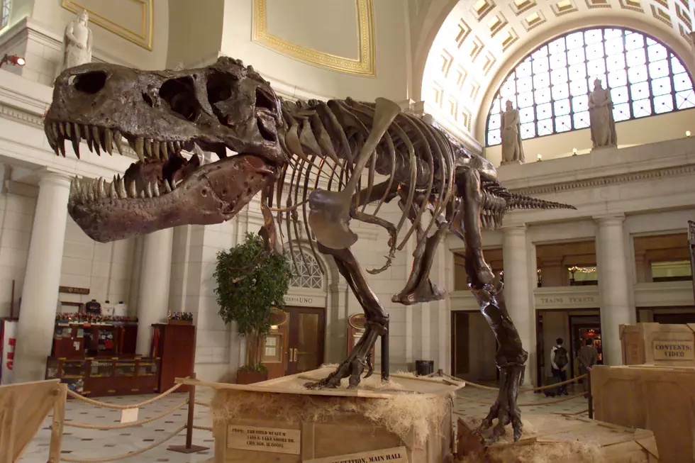 The Biggest Dinosaur Ever is Coming To Chicago’s Field Museum