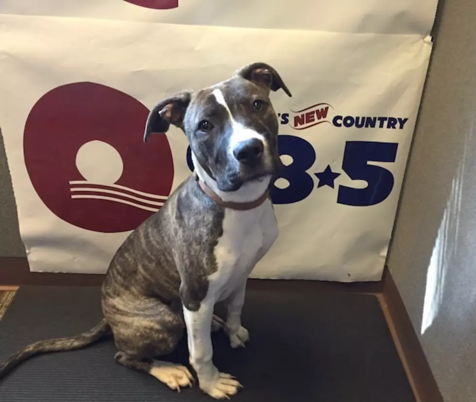 Q98.5 Pet of the Week