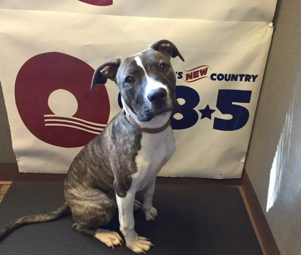 Q98.5 Pet of the Week; Neesa