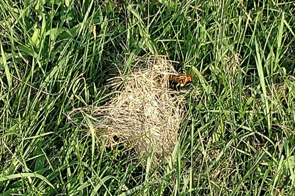 Giant Wasp Spotted North of Rockford Doesn’t Care About Humans