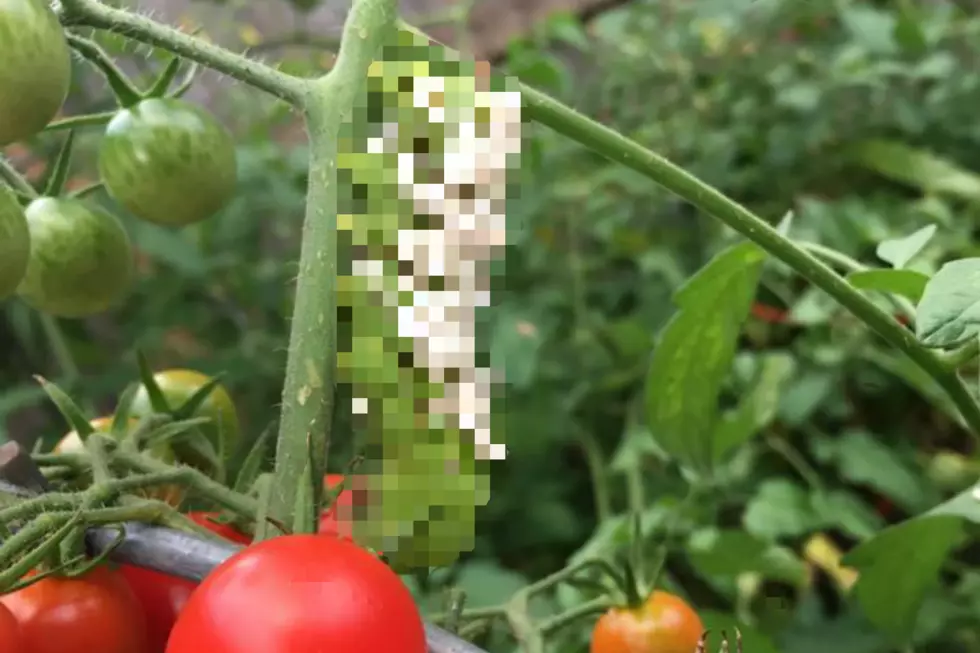 Mutant Caterpillar Spotted North of Rockford