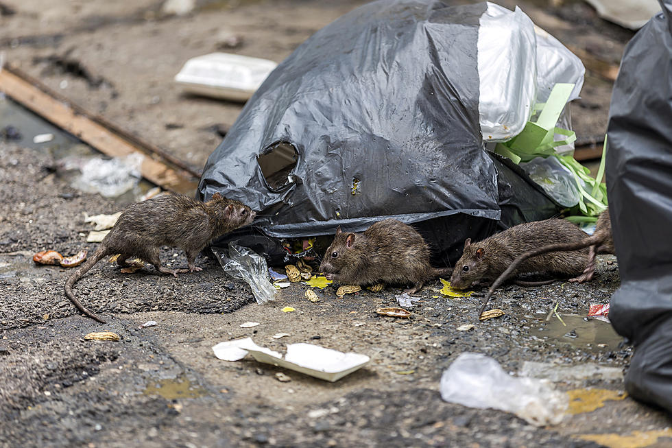 The Rattiest City In America Is In Illinois And Now I&#8217;ve Thrown Up In My Mouth