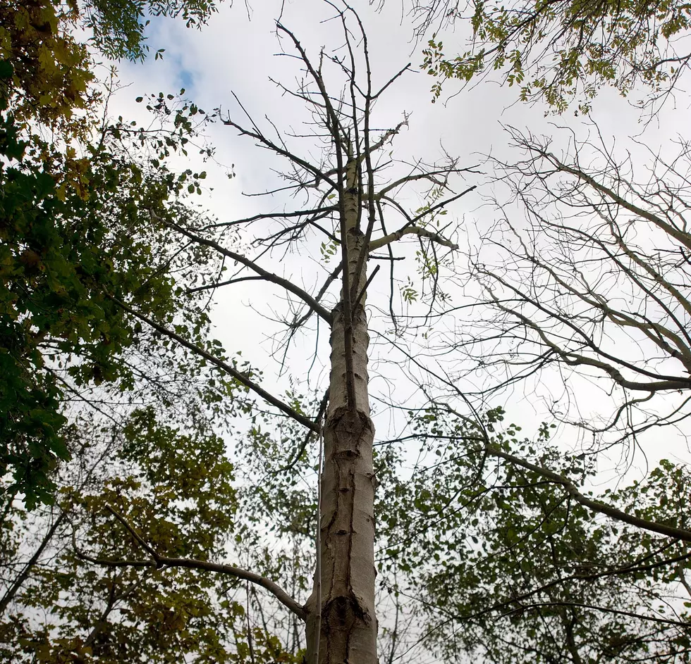 Tree Removal Program