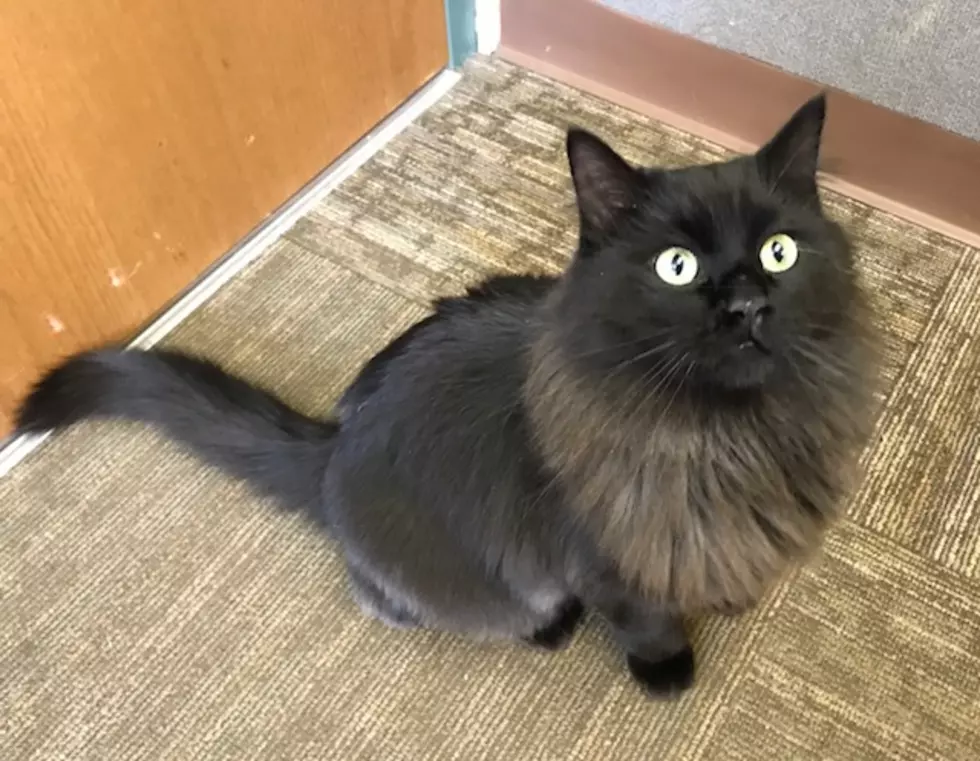 Here&#8217;s The Sexiest Cat In Rockford [Video]