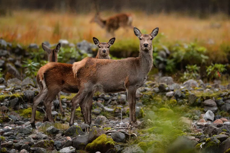 Video Captures a Very Strange Deer Encounter For a Janesville Hunter