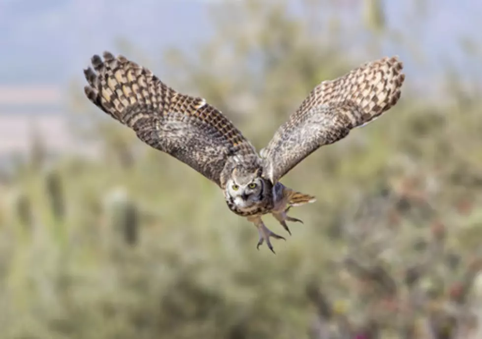 Hoo Haven Wildlife Sanctuary Needs Stamps This Christmas