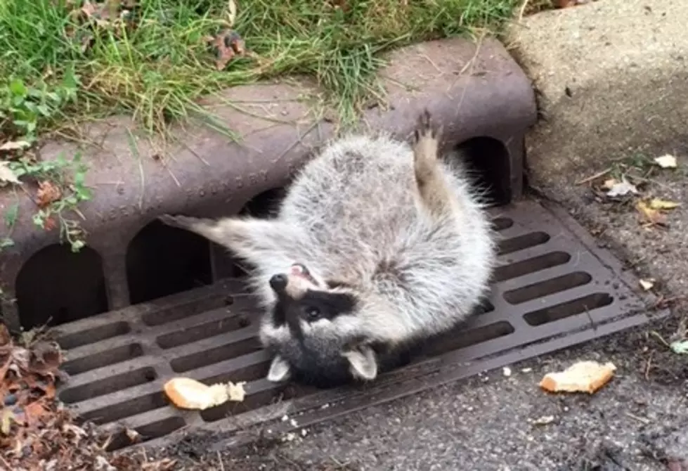 Police Rescue Raccoon Stuck in an Illinois Sewer Grate