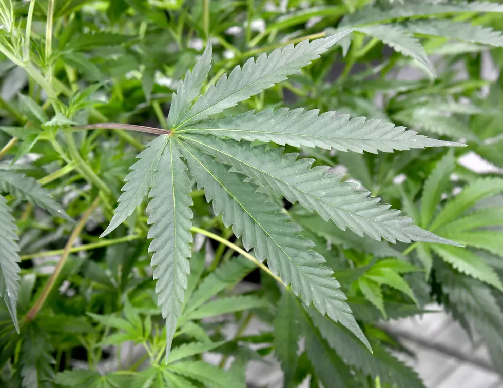 Illinois May Be Voting On Pot This November