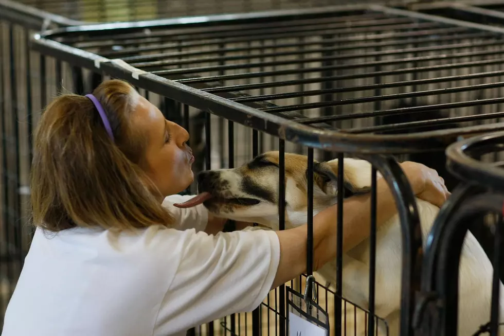 Extreme Heat Puts Huntley Shelter Animals In Danger