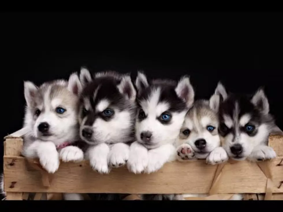 Is There Another Side Of The Stolen Husky Puppy Story?