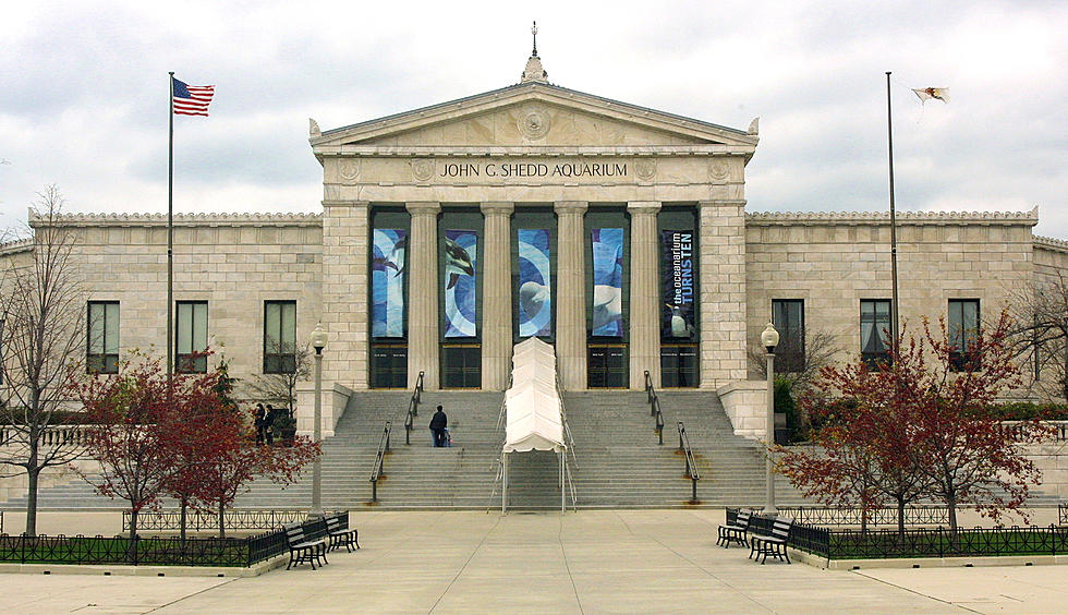 Illinois Student’s Sick After Prom At Shedd Aquarium