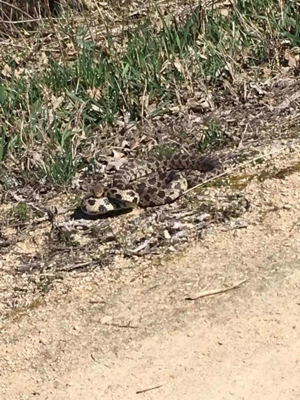 Was a Rattlesnake Spotted on Roscoe Trail Over the Weekend?