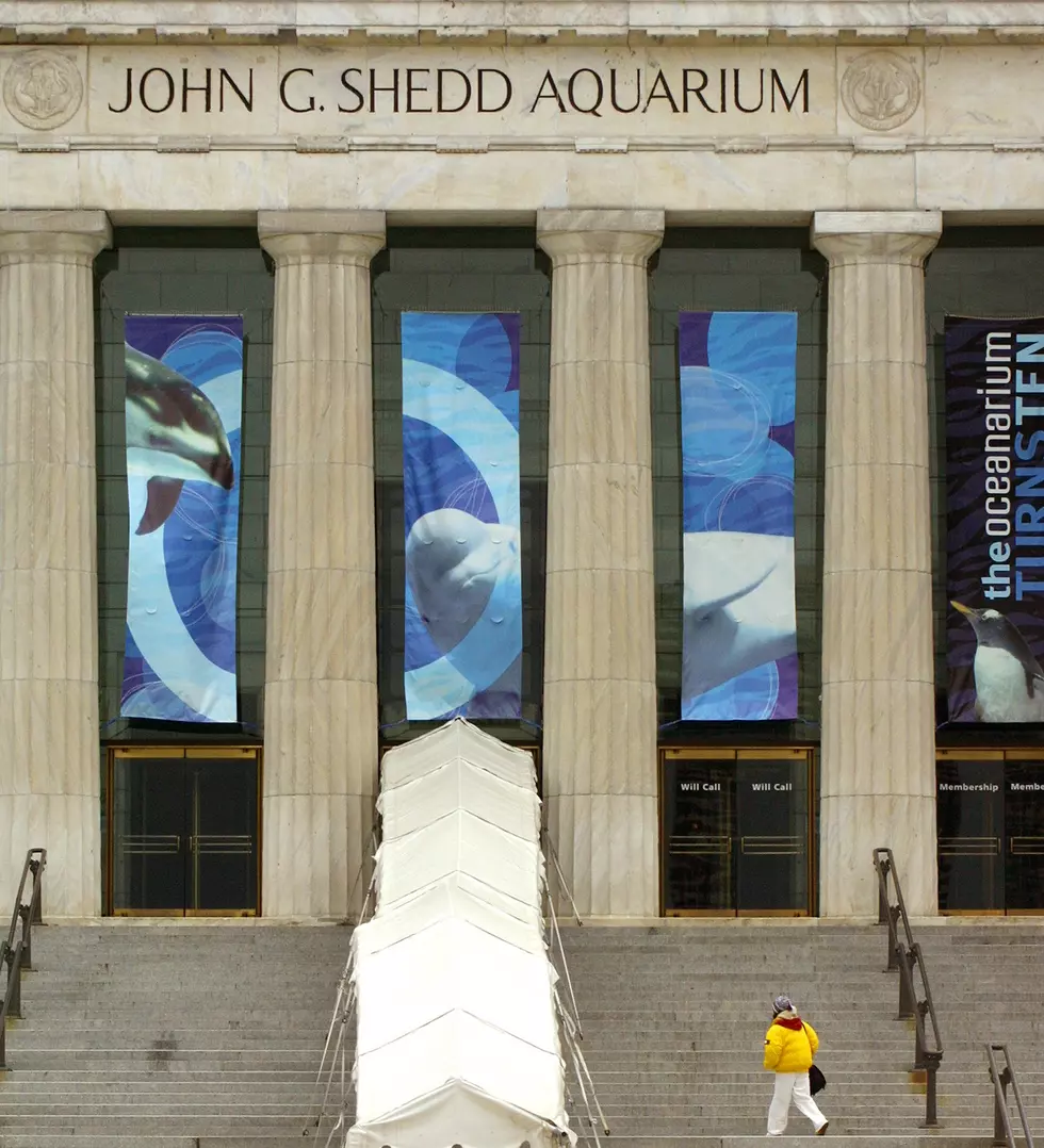 Something Icky Is Going On At The Shedd Aquarium