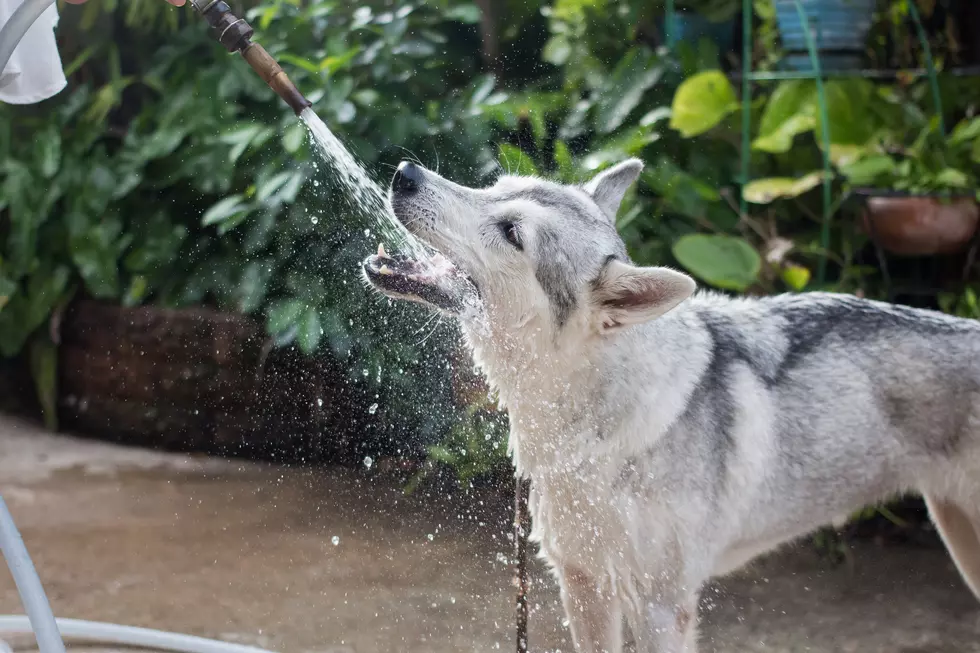Letting Your Dog Drink From a Hose Could Be Deadly
