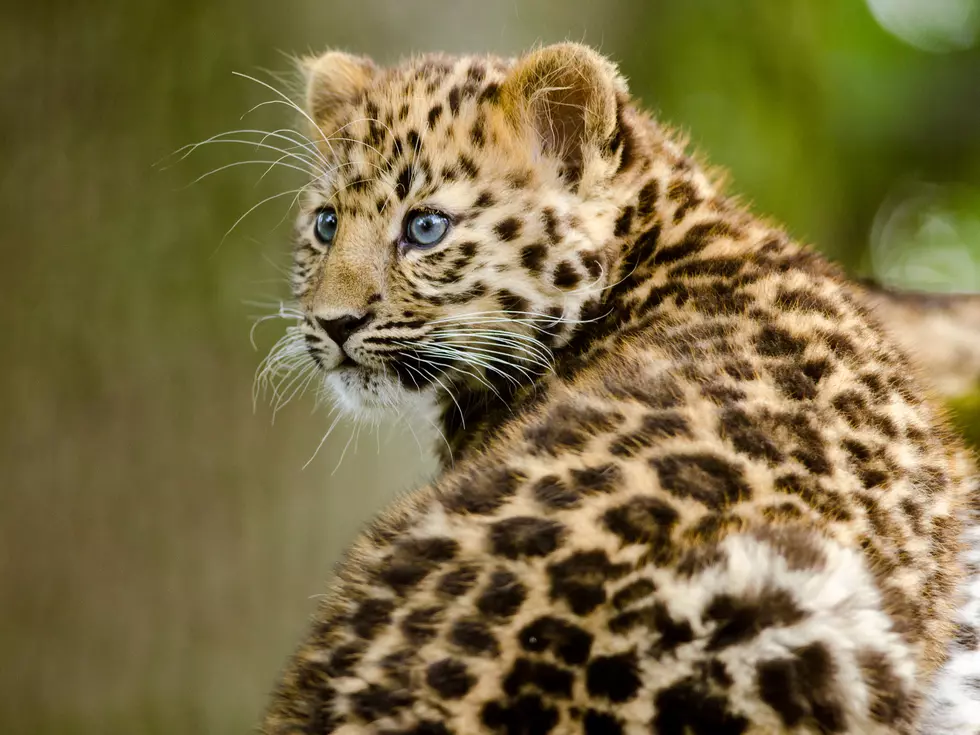 Brookfield Zoo’s Amur Leopard Cubs Almost Ready To Meet The Public