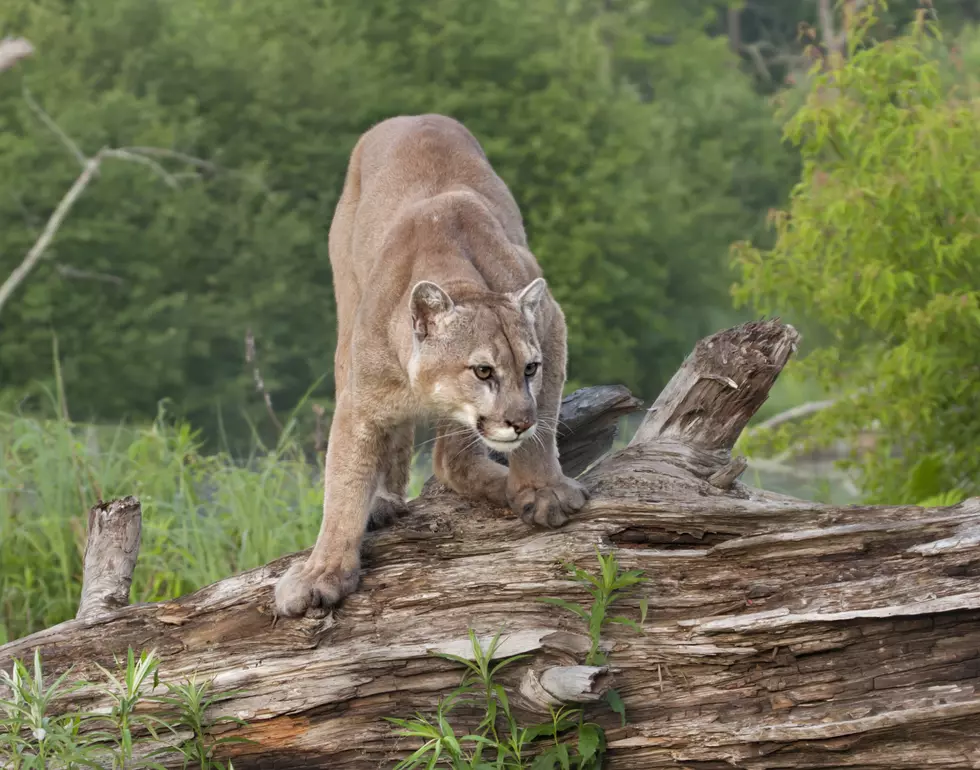 A Possible Mountain Lion Was In an Illinois Man’s Backyard