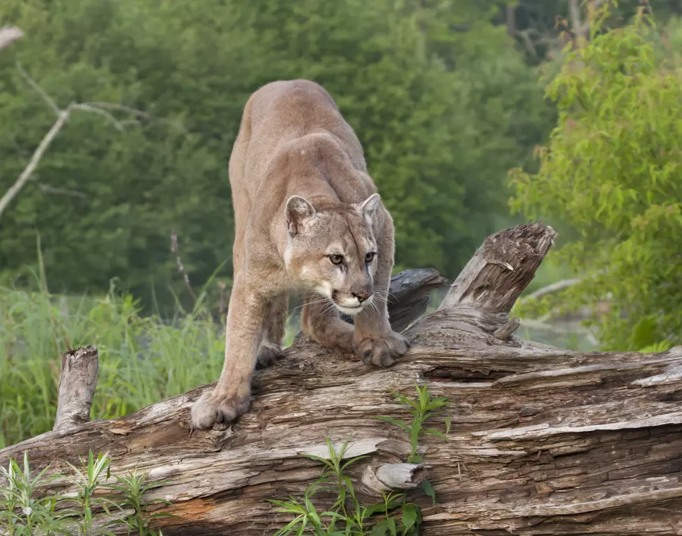 Mountain Lion Spotted In An Illinois Backyard