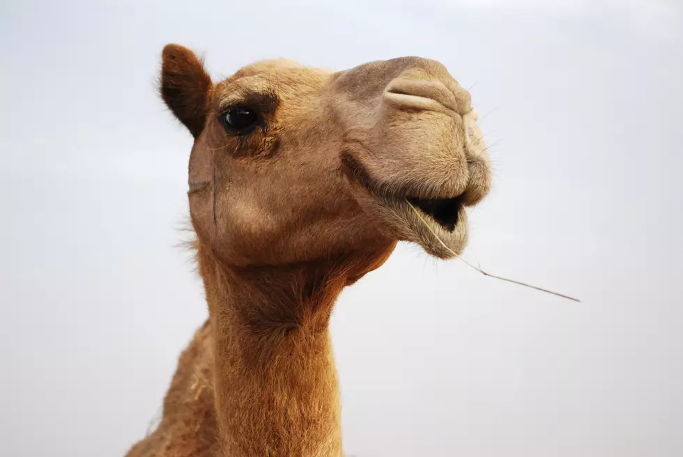 A Camel Caused Quite A Commotion On This Illinois Interstate