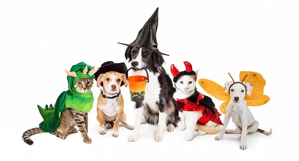 Time to Show Off Your Pets in Their Halloween Best!