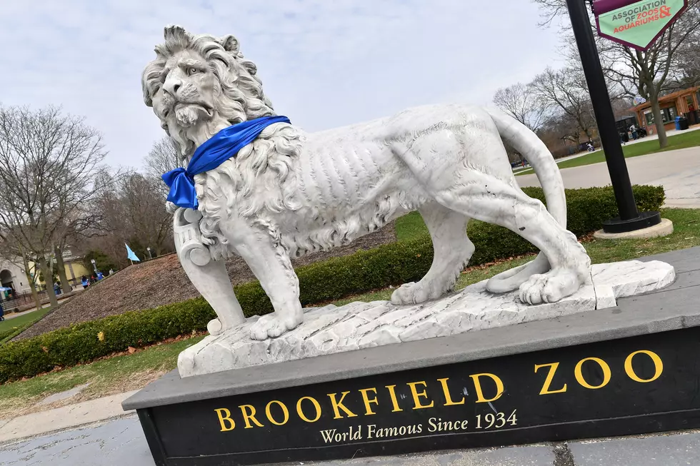 Brookfield Zoo is About to Have a Lone Wolf