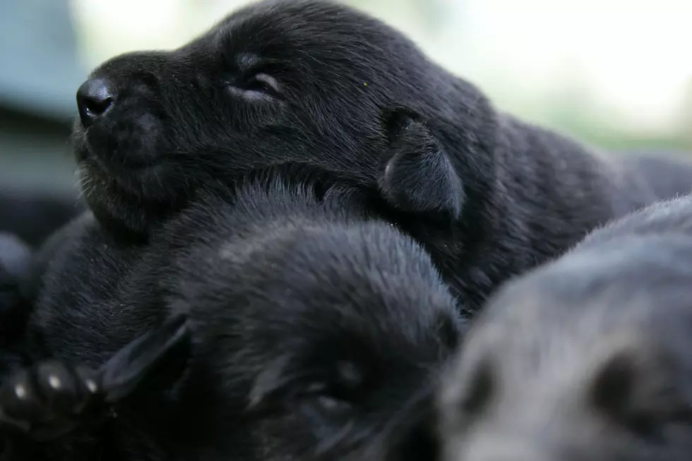 Wisconsin Man Goes To Jail For Throwing Puppies In Trash Can