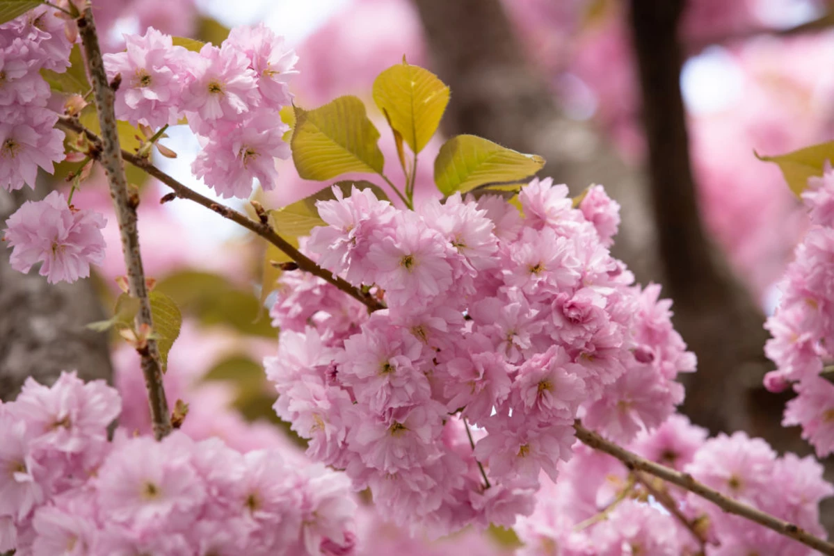 Enjoy Chicago's First Cherry Blossom Season This May
