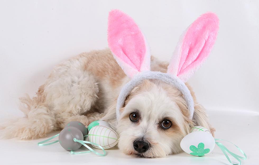 Get Free Pics Of Your Pet With The Easter Bunny This Weekend