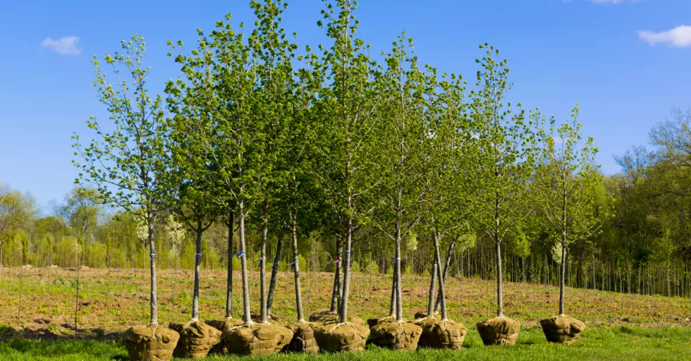 Join The Arbor Day Celebration: Free Tree Giveaway In Rockford