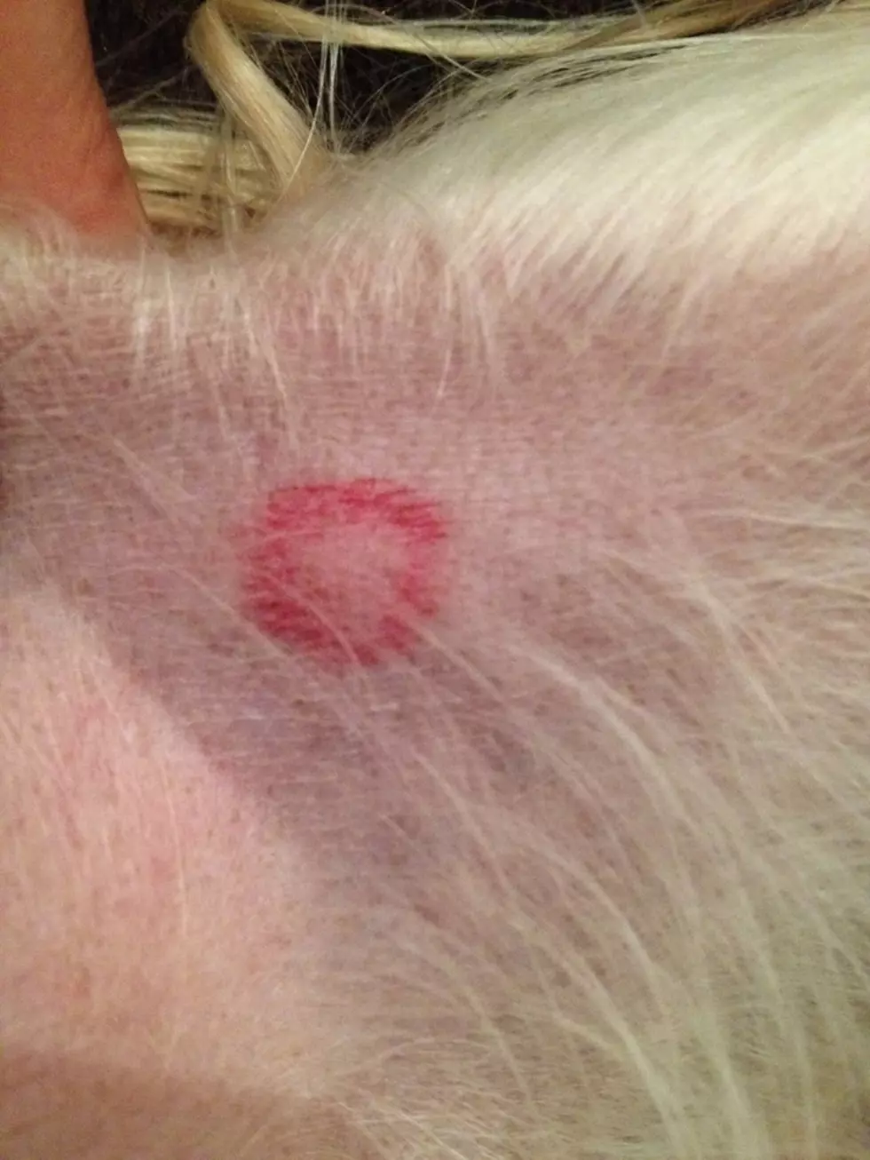 WI Veterinarian Says Not to Panic If Your Pet Has Marks Like This