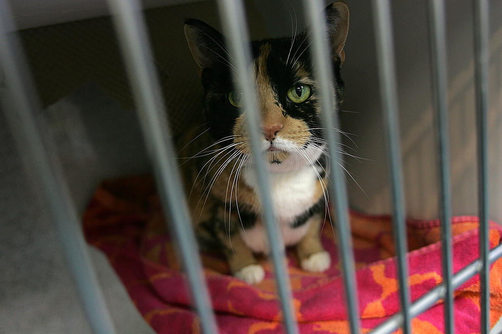 Adopt a Cat for $10 This Week at Winnebago County Animal Services