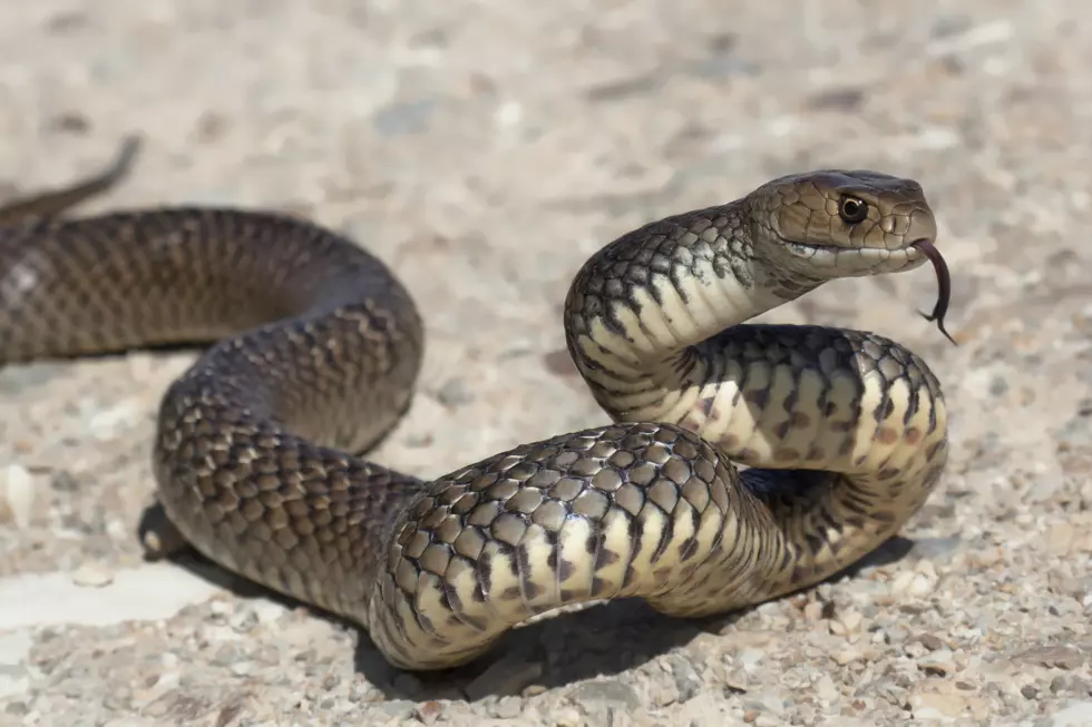 Two-Mile Stretch of Illinois Road Closed For Snake Migration
